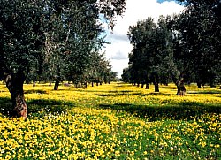 Masseria Frassaniti - foto 3