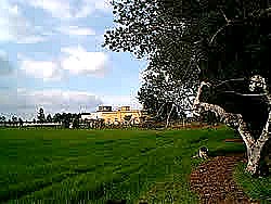 Masseria le Palmentelle - foto 2