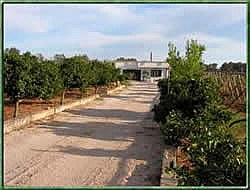 Il Sorriso degli Ulivi - foto 4